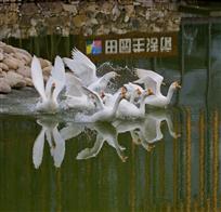 田园生活