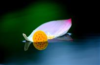 静待花落