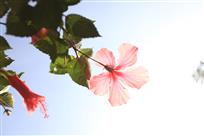 粉花