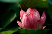红芙蓉