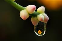 水映花