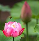 恋花