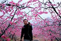 人面桃花相映红