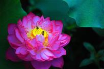 蜂恋花