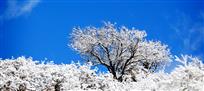 林芝春雪