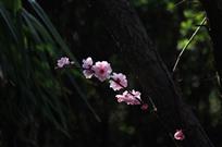 花梦