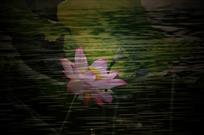 映幻荷仙