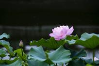 荷之语