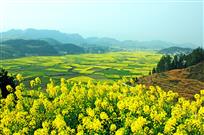 油菜花海