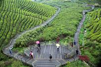 福泉山茶园