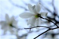 玉兰