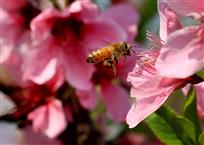 蜜蜂和桃花