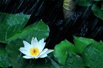小莲喜雨