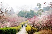 春到梅花山