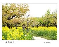 春意盎然