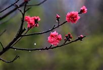 花语