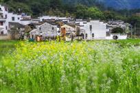 田园