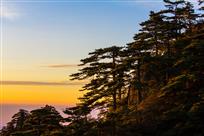 黄山松
