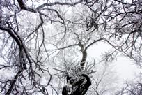 雪韵