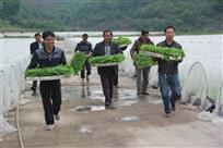 罗平县旧屋基乡400余党员干部田间地块帮