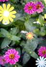 花非花