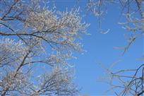 雪之花
