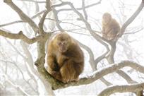 黄山野猴的冬天