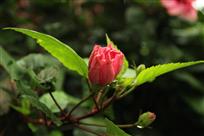 清新之美（扶桑花）