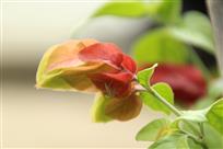 美丽的龙虾（虾衣花）
