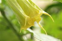 生生不息的希望（曼陀罗花）