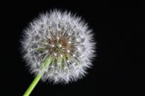 种子（蒲公英）