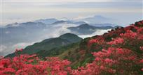 大别山上映山红