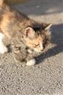 猫狗特写