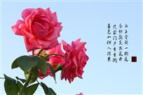 风景花卉