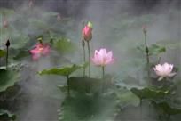 荷塘仙境