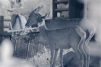 悠悠马鹿
