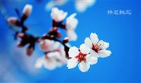 林芝桃花