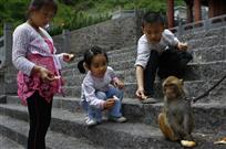 人与猴