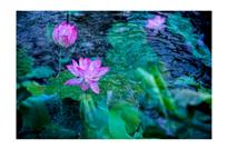 出水芙蓉