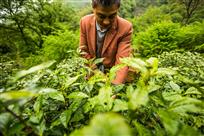 传统手工制茶