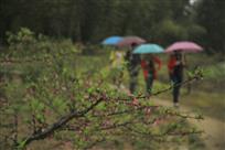 春风化雨
