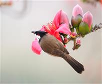 红棉花与小鸟