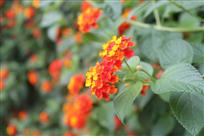 那时花儿开