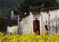 年年岁岁花相似