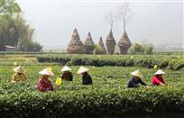 采茶