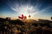 高山上的小花