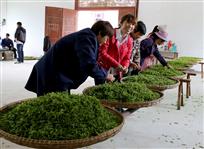 手工制茶