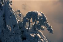 傲雪挺立黄山松