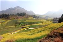 菜花香山谷