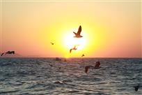 夕阳的海鸥